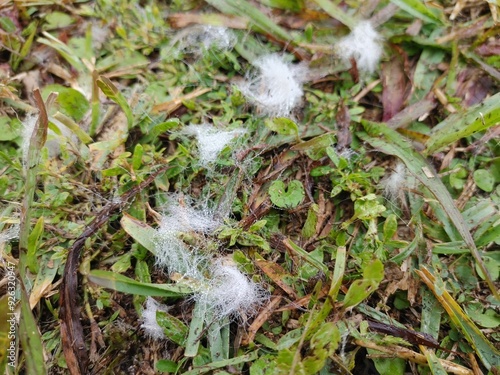 Ice hair moss on the ground photo