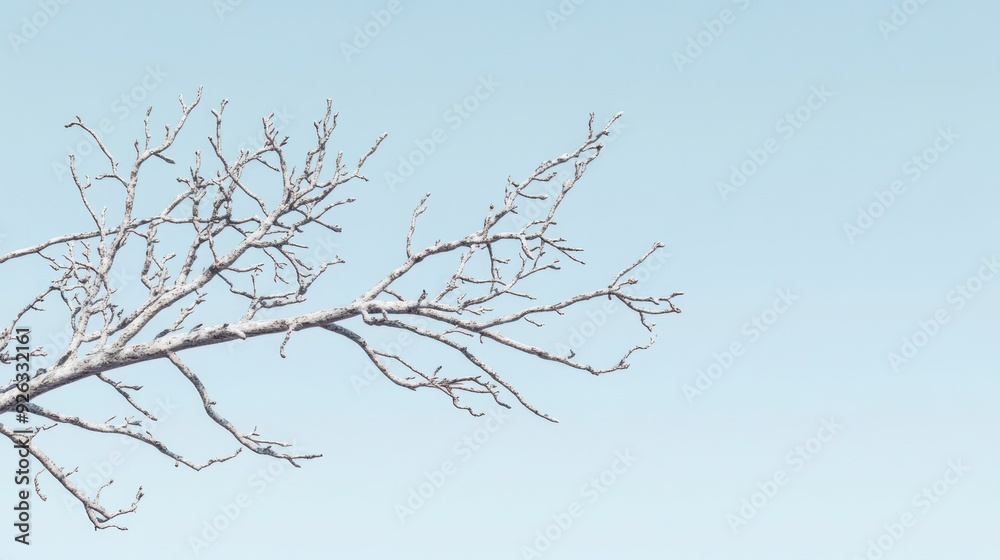 Bare Branch Against a Pale Blue Sky Bare Branch Against a Pale Blue Sky