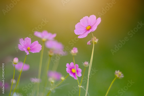 Różowy kwiat Kosmos pierzasty (Cosmos bipinnatus), letni ogród, ozdoba ogrodu, botaniczna odmiana, piękno natury, naturalna kwiatowa tapeta, rozmyte tło, wzór kwiatowy	