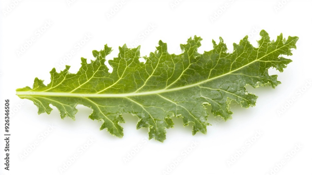 Fresh Organic Kale Leaf on Rustic Dark Wooden Background for Healthy Eating Concept Fresh Organic Kale Leaf on Rustic Dark Wooden Background for Healthy Eating Concept