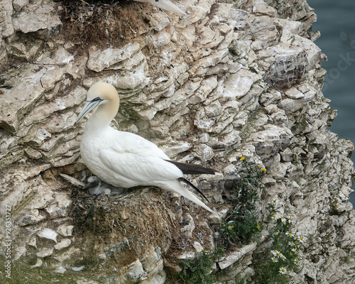 Northern gannet seabird (Morus bassanus) with young chick perching on nest at Bempton cliffs UK photo