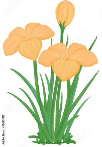 Orange Zephyranthes flowers