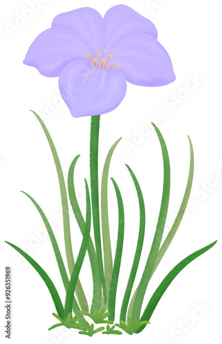 purple Zephyranthes flowers