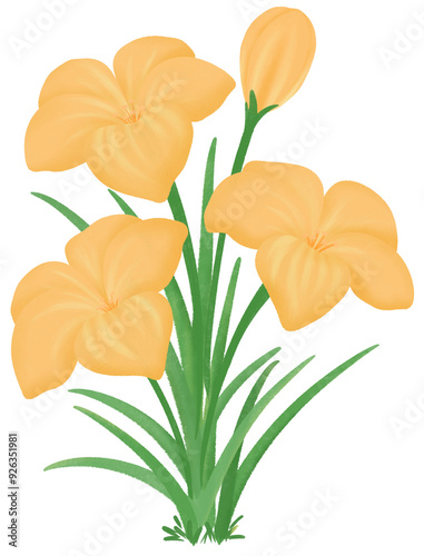 Orange Zephyranthes flowers