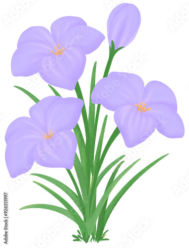 purple Zephyranthes flowers