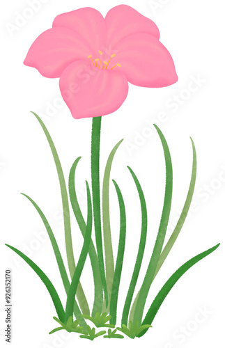 pink Zephyranthes flowers