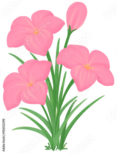pink Zephyranthes flowers