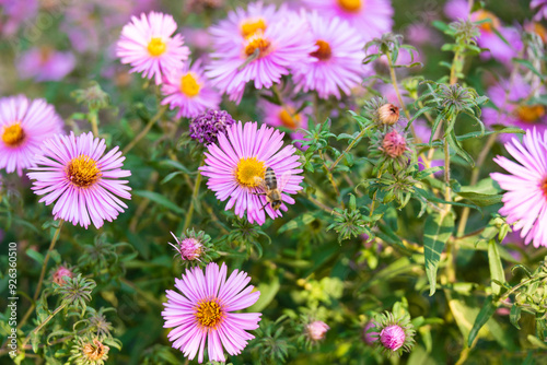 beautiful pink violet flowers in the garden