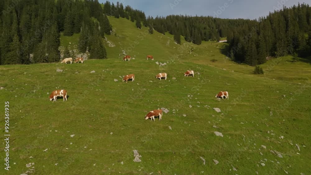 Herd of brown and white cows graze on mountain in Alps. Cattle grazing on top of mountainside in European Alps summer. Aerial view of cows grazing in mountains. Drone view of livestock herding on hill Herd of brown and white cows graze on mountain in Alps. Cattle grazing on top of mountainside in European Alps summer. Aerial view of cows grazing in mountains. Drone view of livestock herding on hill