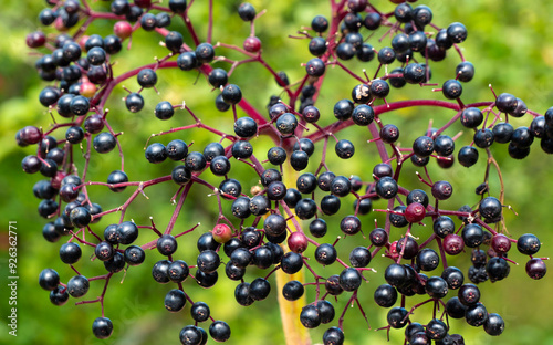 Black elderberry branch with fruits. photo