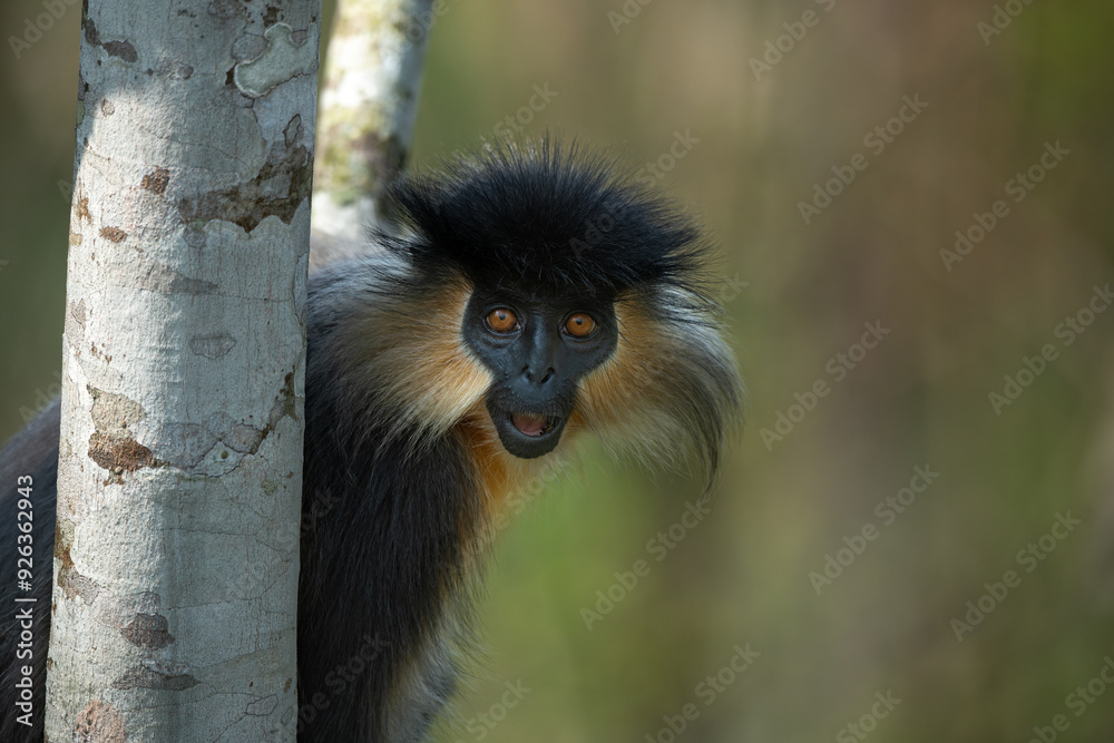 Obraz premium Portrait of a capped langur from Manas National Park, Assam, India