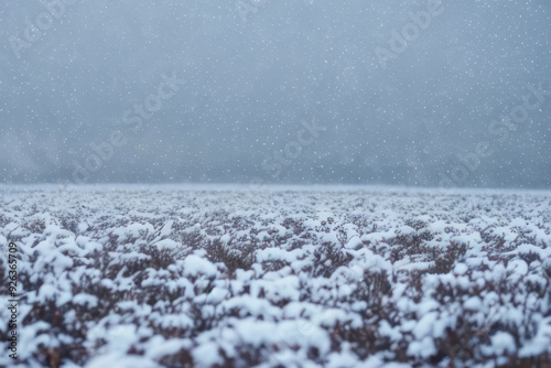 Snow-covered fields stretch towards a vast, icy ocean under a clear blue sky photo