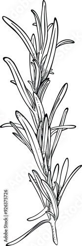 Rosemary herbal branch hand-drawn black and white line art illustration.