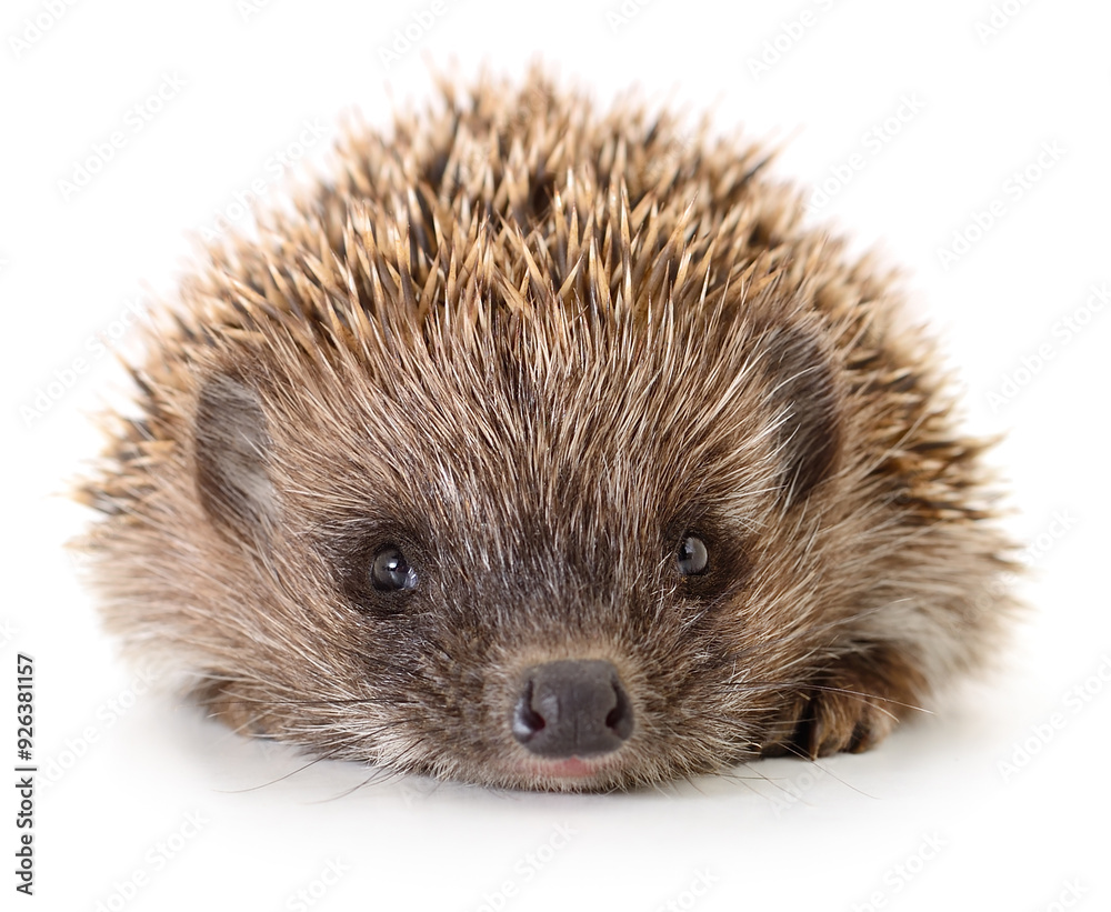 Fototapeta premium Hedgehog on white.