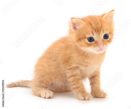 Kitten on white background.