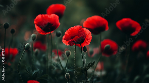 Red poppies on dark green background 