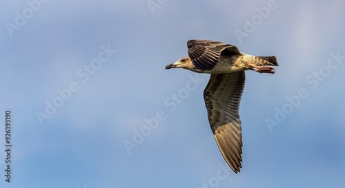 juvenile yellow-legged gull, Larus michahellis, during flight photo