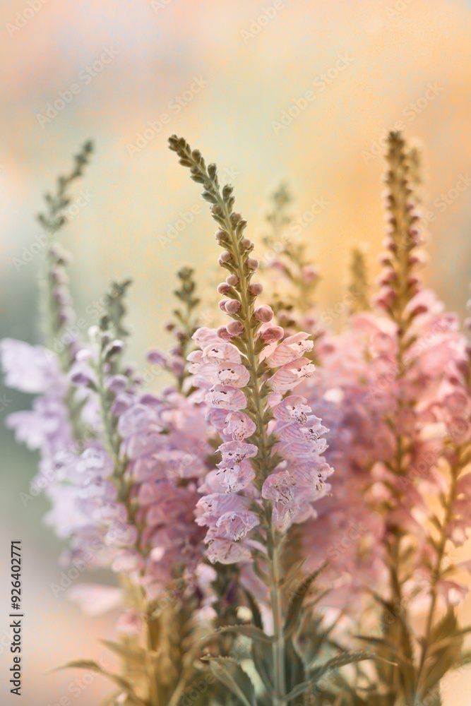 Fototapeta premium Physostegia flower growing in the garden