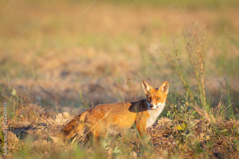 Red fox Vulpes vulpes. A fox in a meadow. Wild young fox. Close up. Red fox Vulpes vulpes. A fox in a meadow. Wild young fox. Close up.