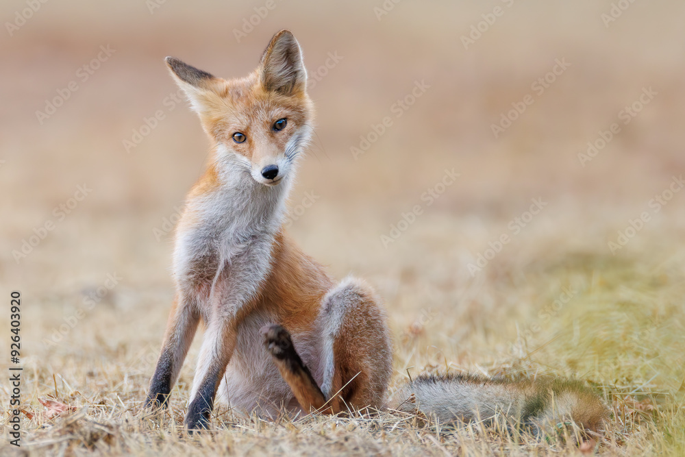 Red fox Vulpes vulpes. A fox in a meadow. Wild young fox. Close up. Red fox Vulpes vulpes. A fox in a meadow. Wild young fox. Close up.