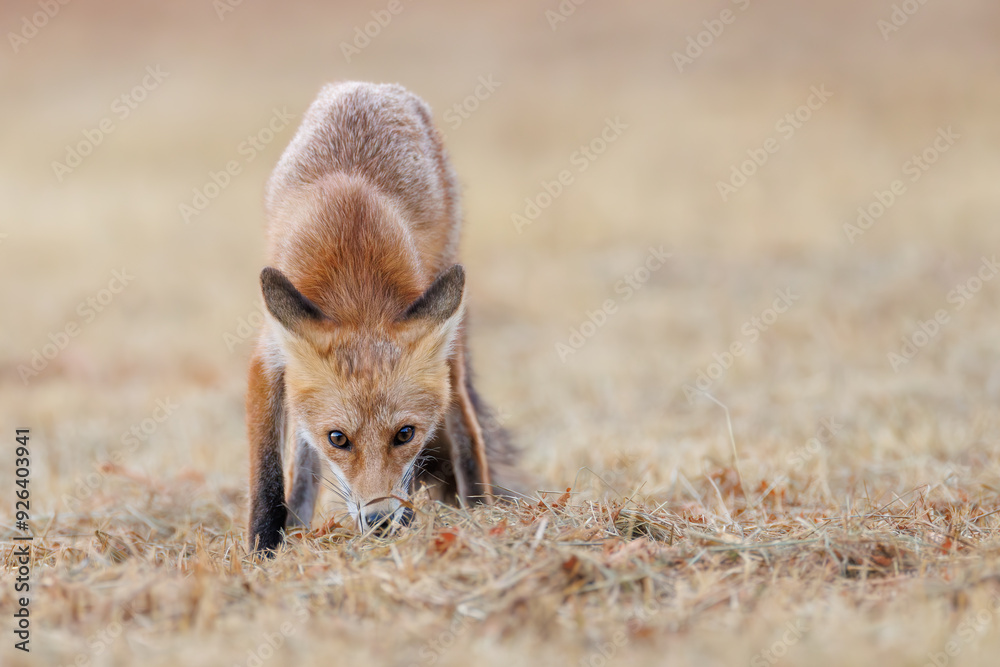 Red fox Vulpes vulpes. A fox in a meadow. Wild young fox. Close up.