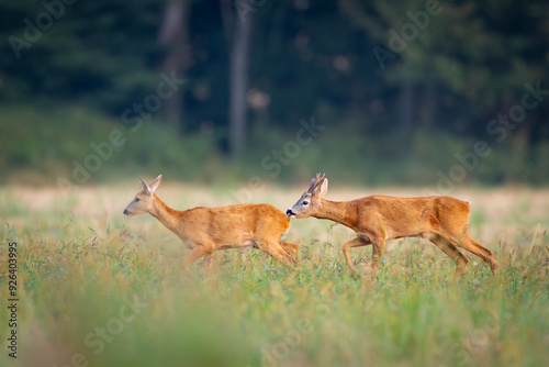 Roe deer, capreolus capreolus, couple copulating. Wild animal reproducing. Mating behaviour during rutting season in wilderness.