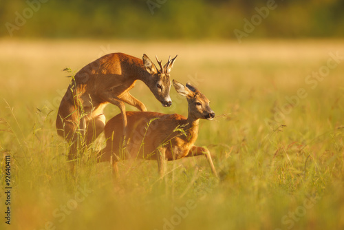 Roe deer, capreolus capreolus, couple copulating. Wild animal reproducing. Mating behaviour during rutting season in wilderness.