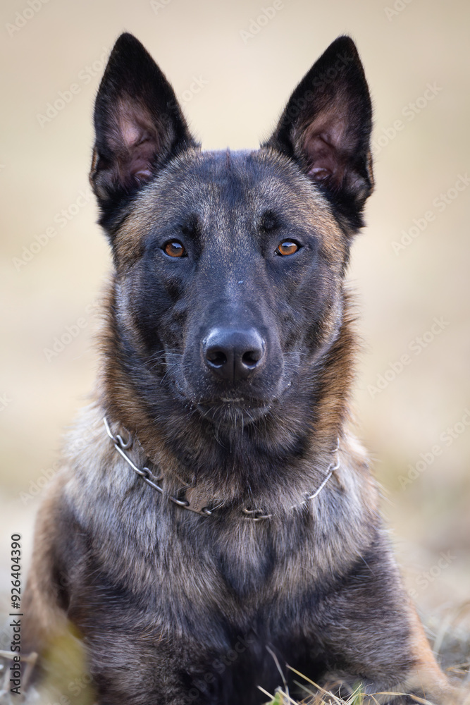 Portrait of a cute Belgian Shepherd dog in the nature. Portrait of a cute Belgian Shepherd dog in the nature.