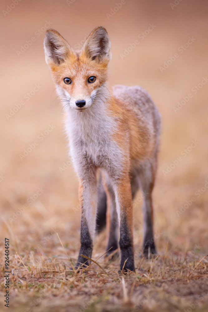 Red fox Vulpes vulpes. A fox in a meadow. Wild young fox. Close up.