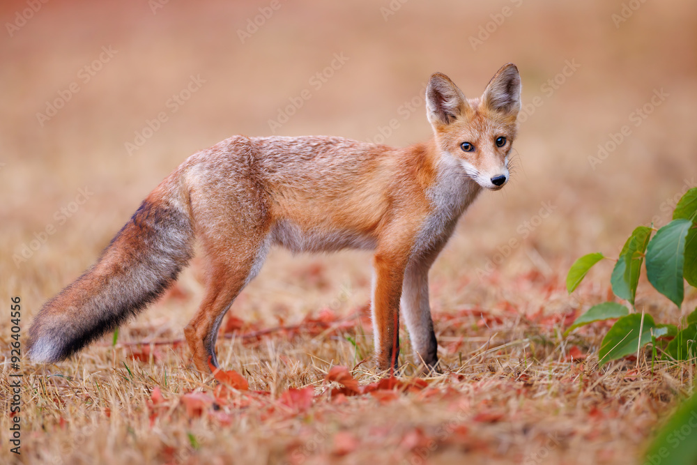 Red fox Vulpes vulpes. A fox in a meadow. Wild young fox. Close up.
