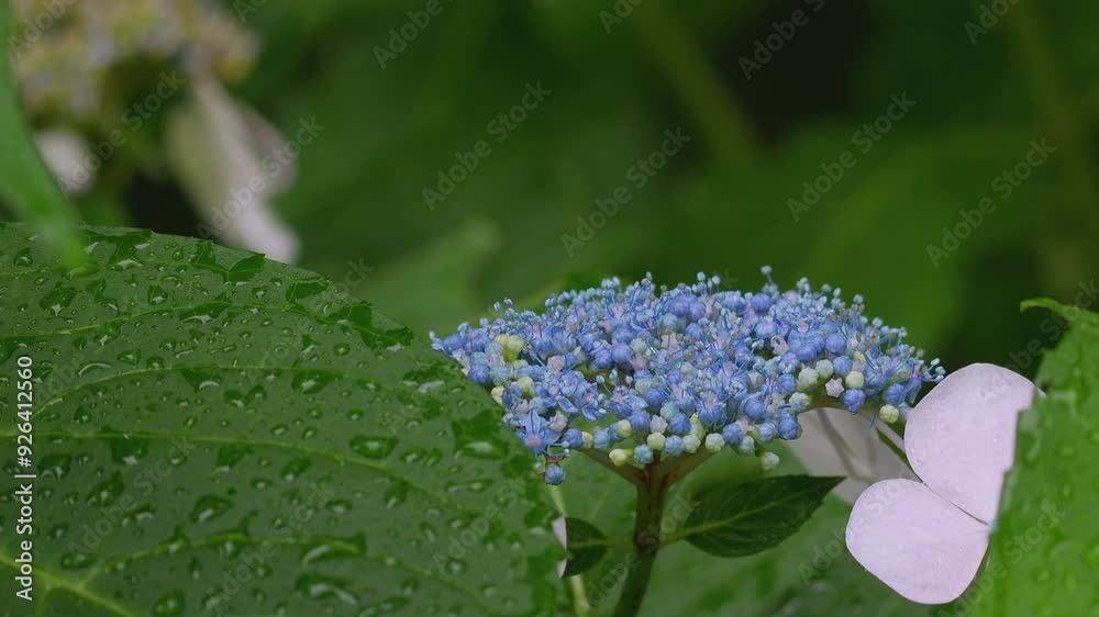 Close-up Hydrangeas in the rain. Rainy season in Japan. 4k 10bit footage.
Close-up Hydrangeas in the rain. Rainy season in Japan. 4k 10bit footage.