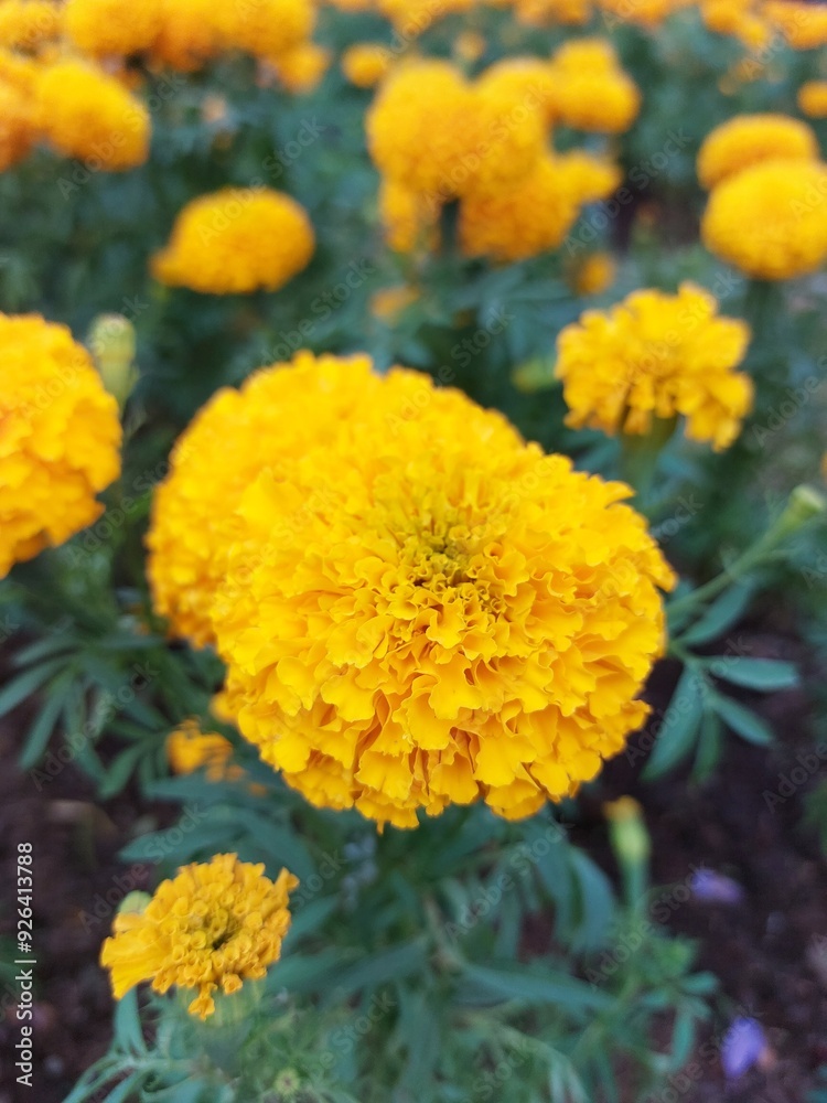yellow chrysanthemum flower yellow chrysanthemum flower