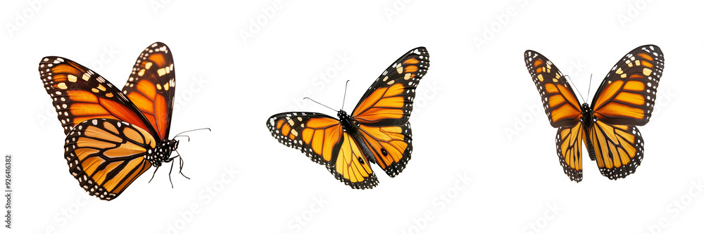 Fototapeta premium Beautiful Butterflies flying PNG displayed on plain white background