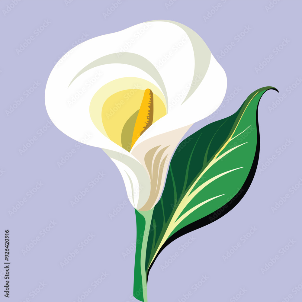 Naklejka premium Calla lily flowers are pure white, yellowish-brown stamens, and bright green leaves and stems are very beautiful.
