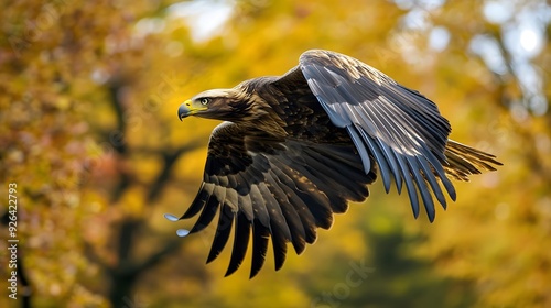 Eagle flying in the sky, Natural background photo