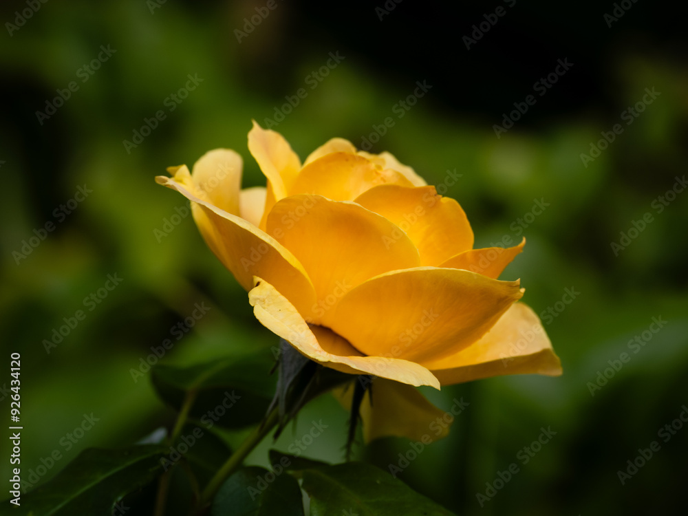 A single yellow rose bloom (Southampton, England) A single yellow rose bloom (Southampton, England)