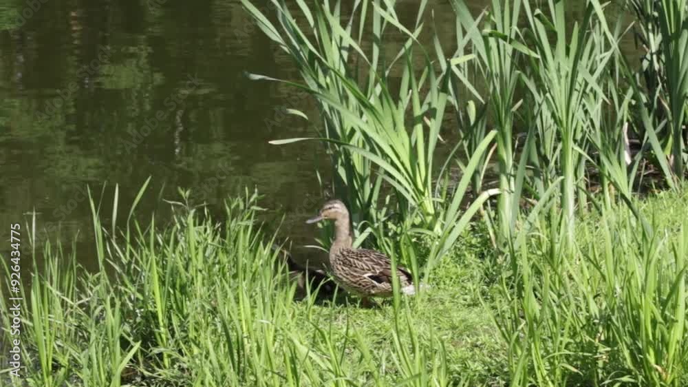 Duck with ducklings on the lake, hunting wild fowl, animal wildlife pond. Duck with ducklings on the lake, hunting wild fowl, animal wildlife pond.
