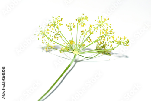 A branch of dill with flowers lies on a white background.