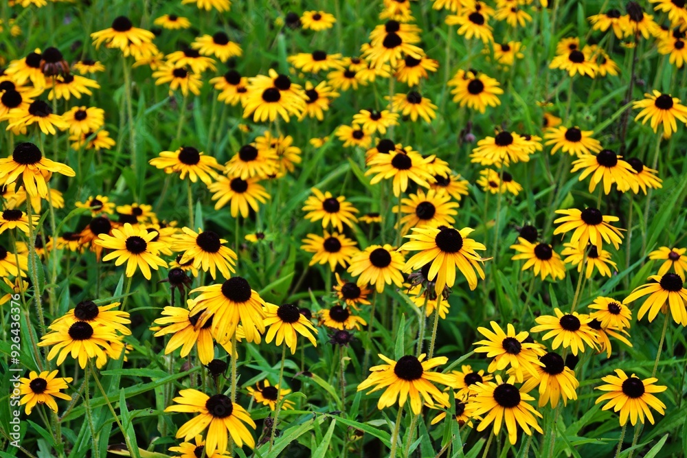 Blumenwiese Blumenwiese