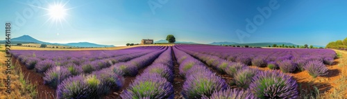 Lavender Fields in Provence