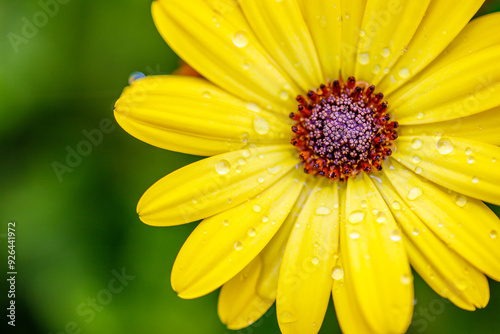 Yellow African Daisy, Daisy, Flower, Flowers, Yellow, Yellow Flower