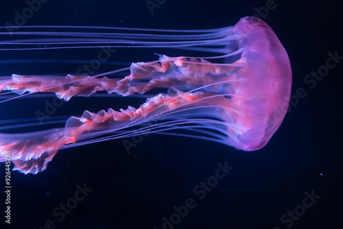 underwater-shot-beautiful-australian-spotted-jellyfish-close-up photo