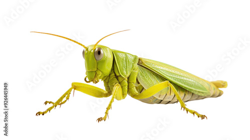 One grasshopper on a white background. Telephoto lens photography Realistic daylight