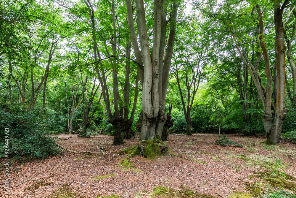 Coppard trees at Epping forest. Shot near the lost pond at Loughton. Coppard trees at Epping forest. Shot near the lost pond at Loughton.