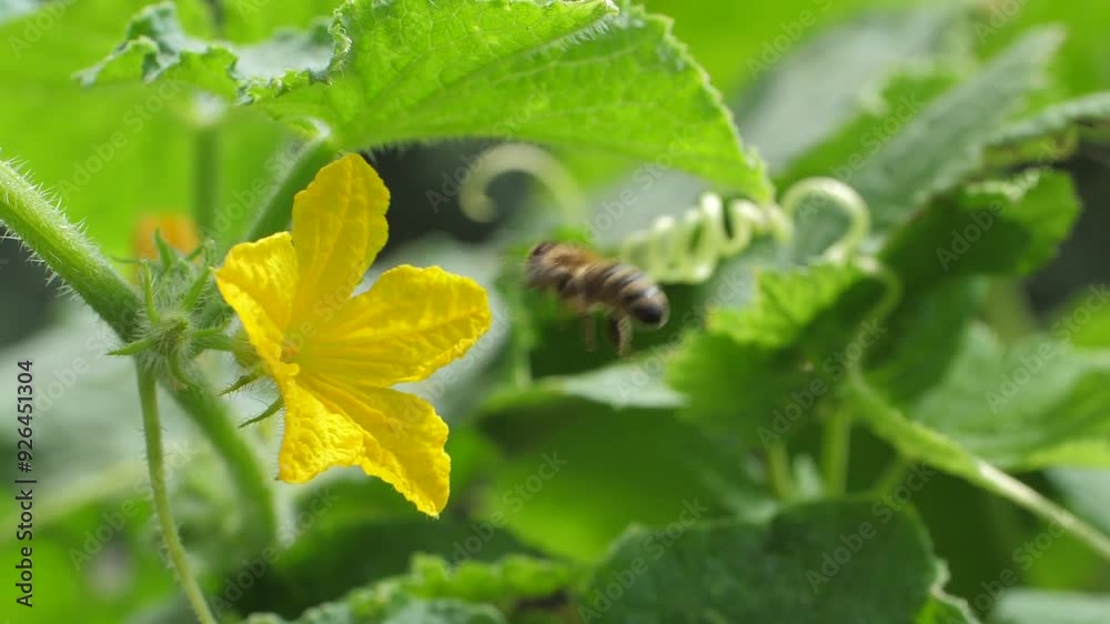 Bee Collecting Nectar from Colorful Flowers Bee Collecting Nectar from Colorful Flowers