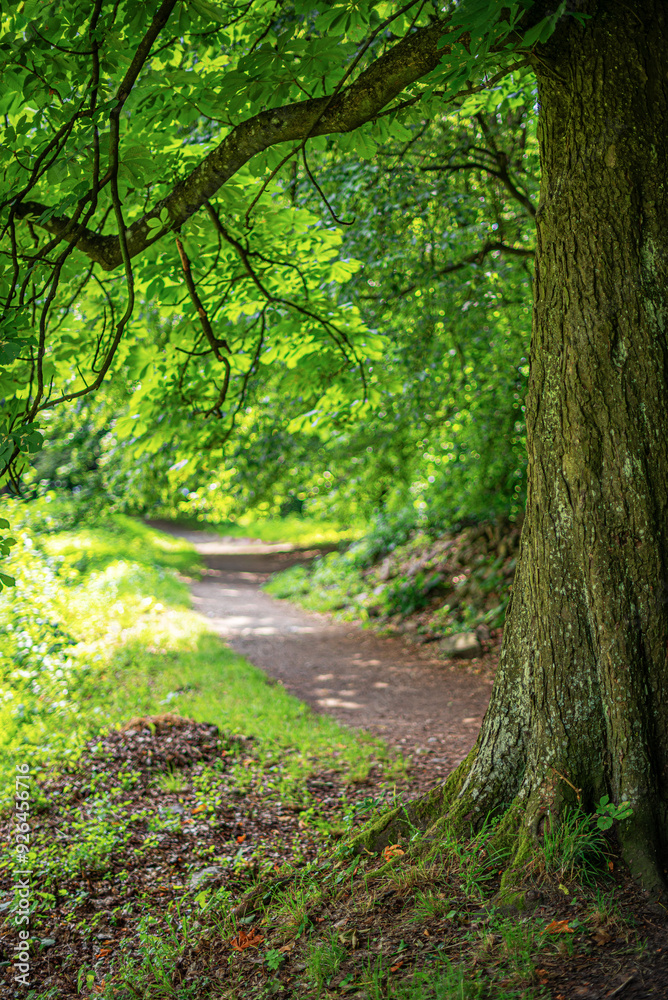 A tree with lush leaves on its branches above the path. A tree with lush leaves on its branches above the path.