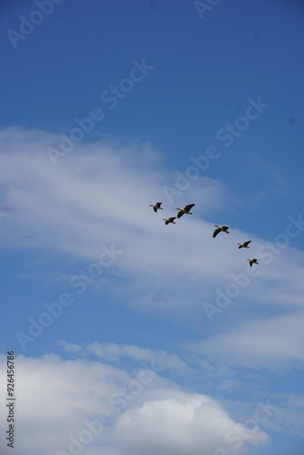 birds in flight