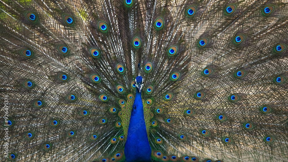 Obraz premium Peacock at it's best