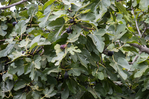 Fig tree with black figs