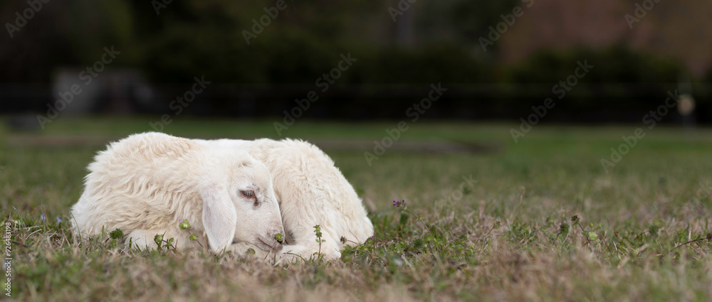 Naklejka premium Lazy ewe on a grassy pasture